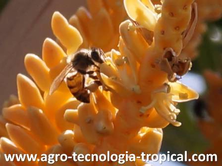 El cocotero se poliniza por el aire pero las abejas ayudan con la polinización